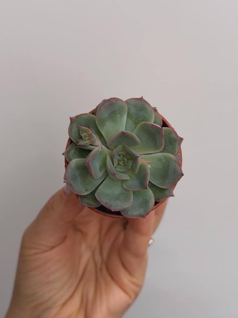 Эхеверия Геркулес