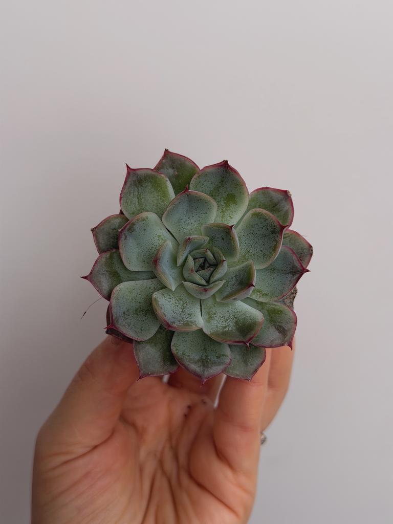 Эхеверия Геркулес