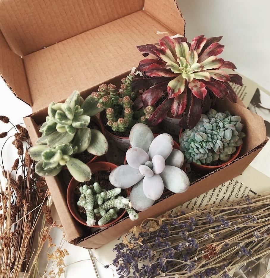 Набор суккулентов