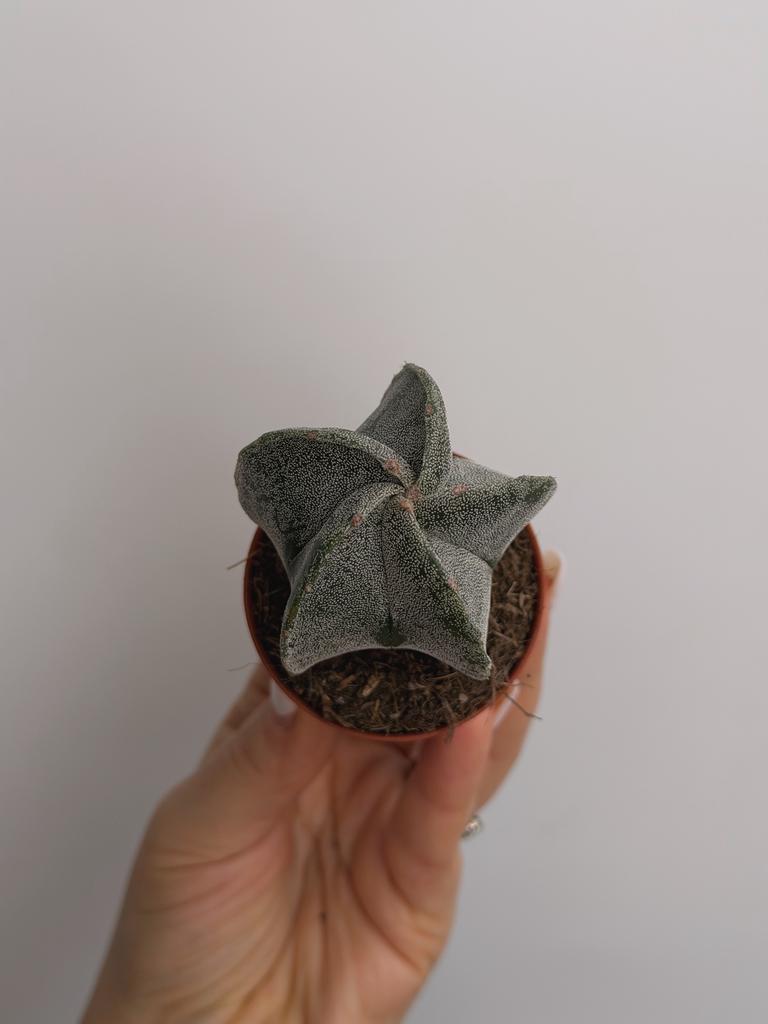 Астрофитум Многорыльцевый крапчатый