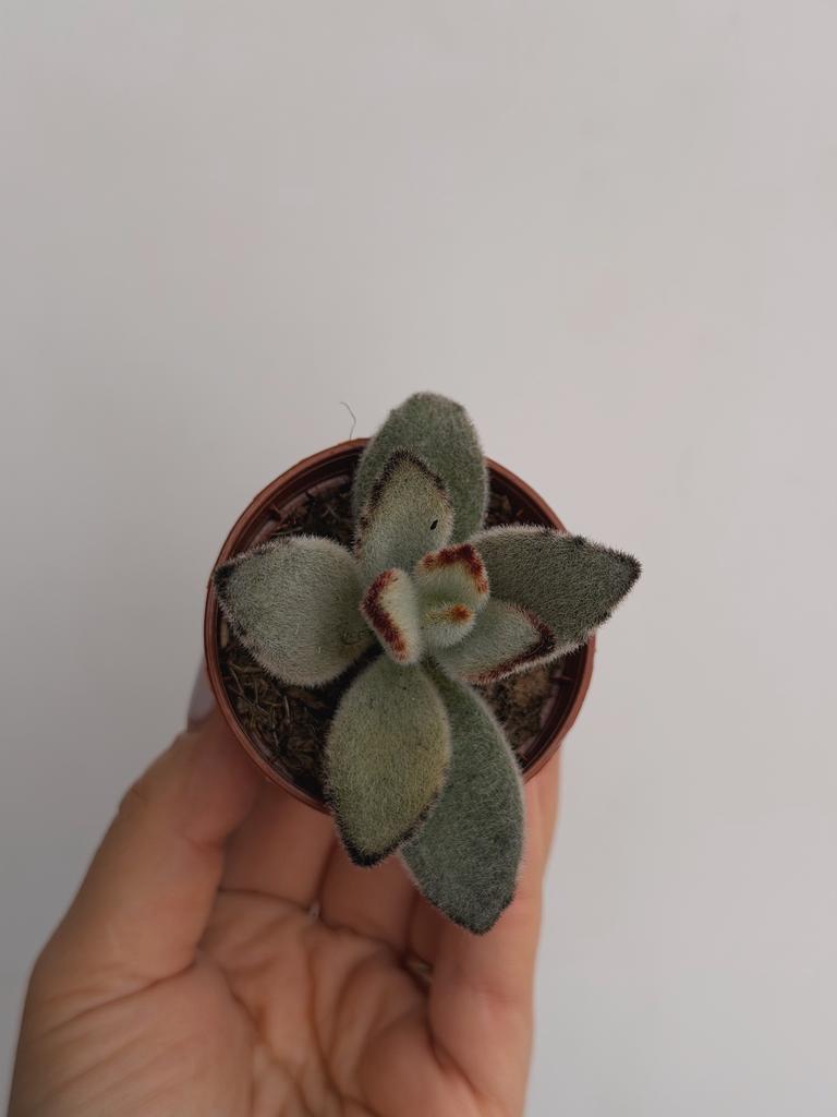 Каланхоэ Войлочное Серое