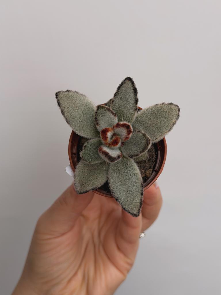 Каланхоэ Войлочное Серое