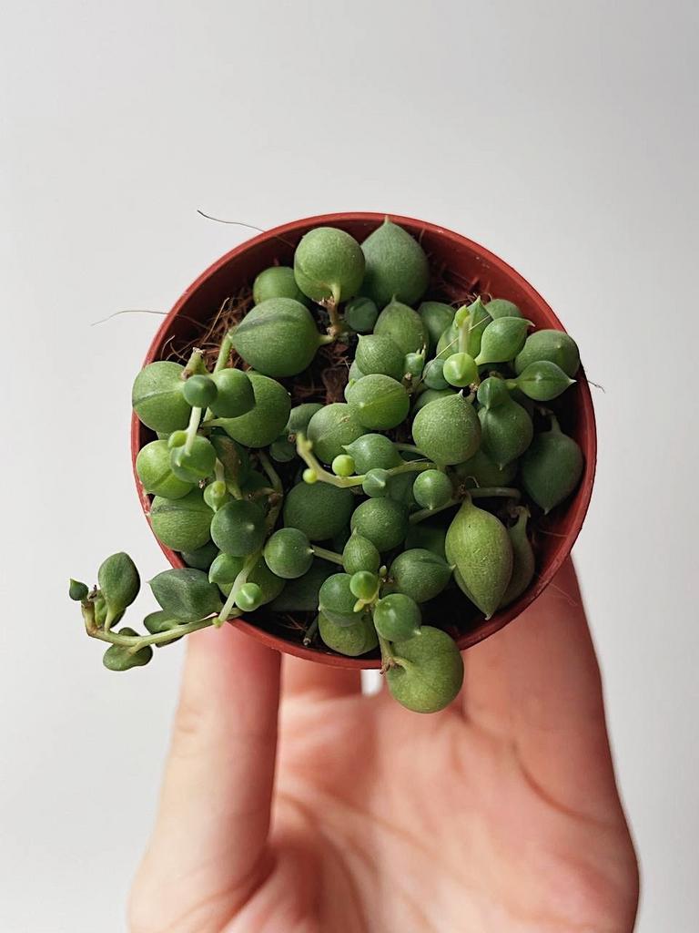 Крестовник Роули