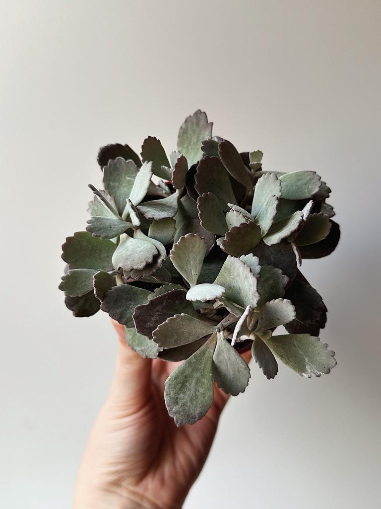 Каланхоэ Пумила