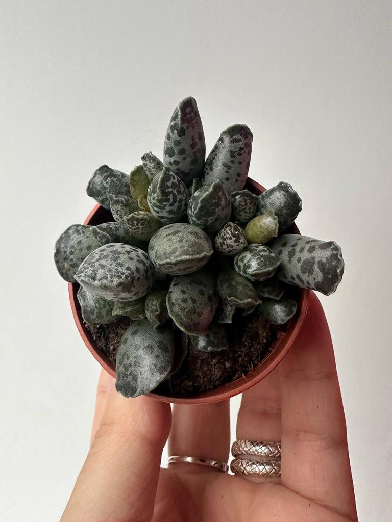 Адромискус Утончённый