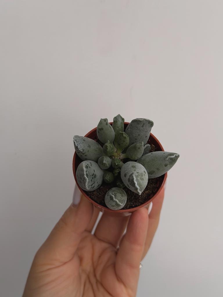 Адромискус Утончённый