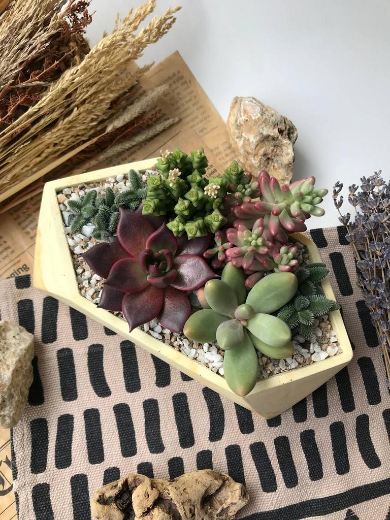 Садик из суккулентов в Призматоиде