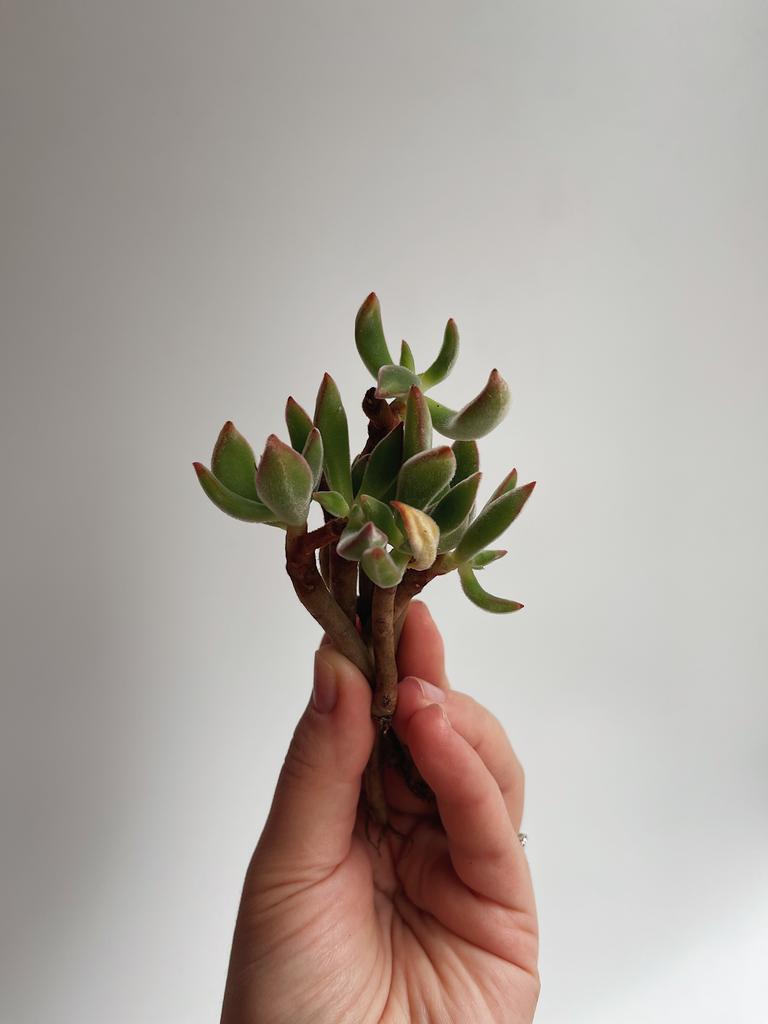 【✦echeveria✦再販受注生産✦size1✦Olive✦leather✦】 Корея > Echeveria Pulv-oliver купить в интернет-магазине