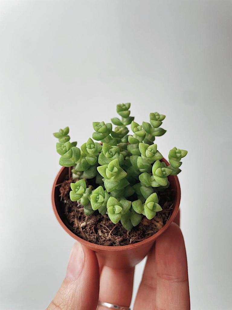 Крассула Том Тамб