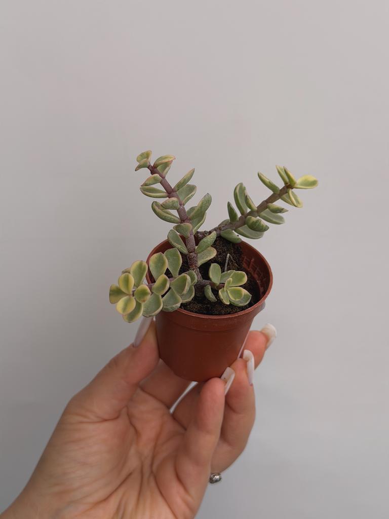 Портулакария Афра