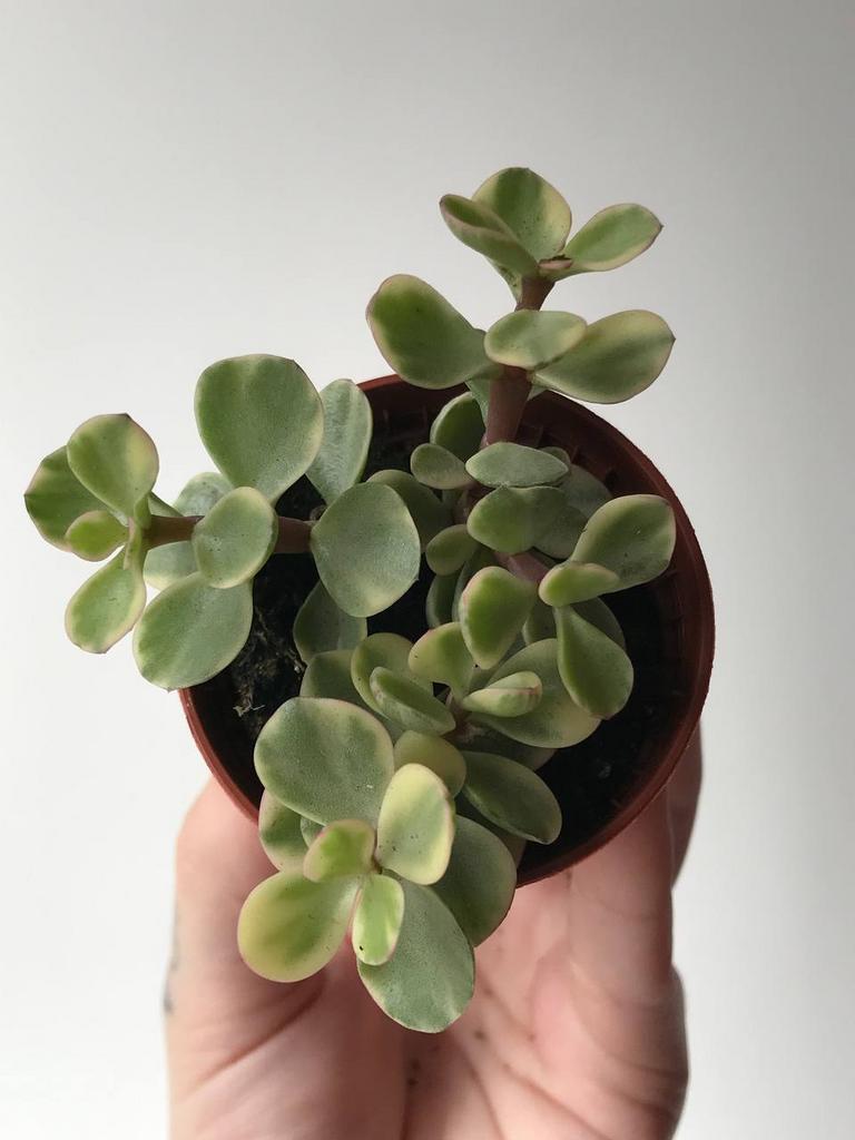 Портулакария Афра