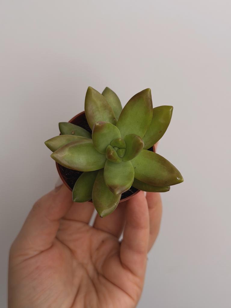 Седум Нуссбаумера