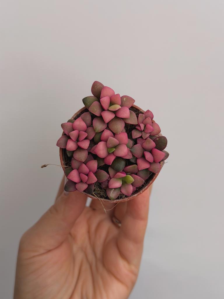 Анакампсерос Телефиаструм Санрайз