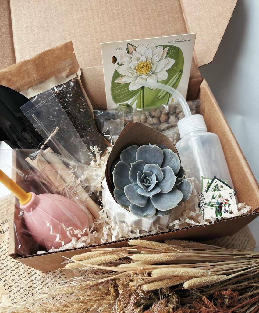 Набор для начинающего суккулентовода