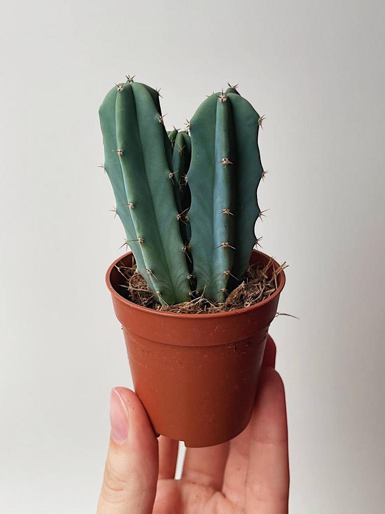 Миртиллокактус Геометрический