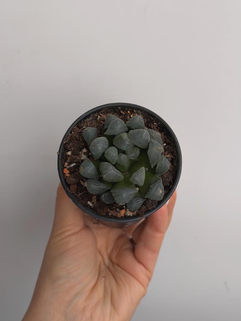 Хавортия Купера