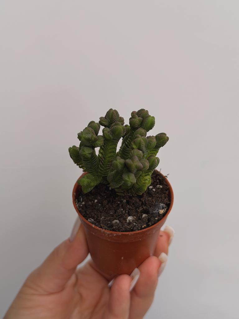 Крассула Пирамидалис