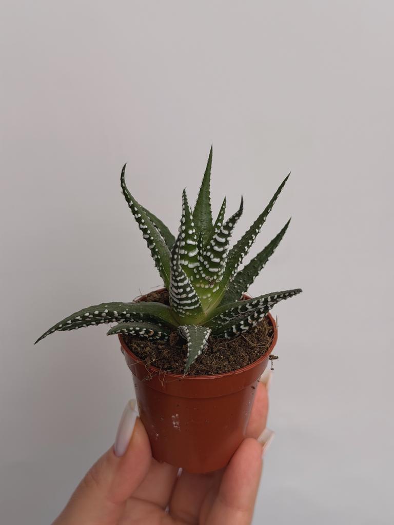 Хавортия Фасциата Альба