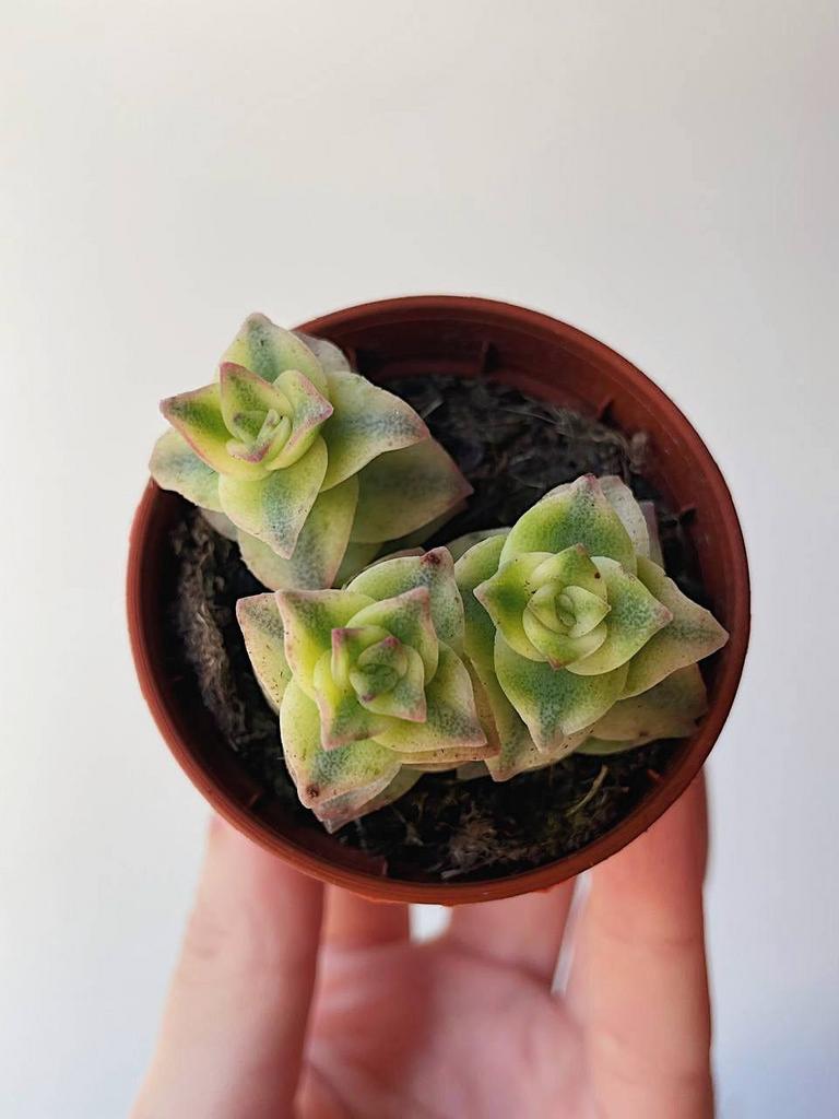 Крассула Перфората Вариегатная