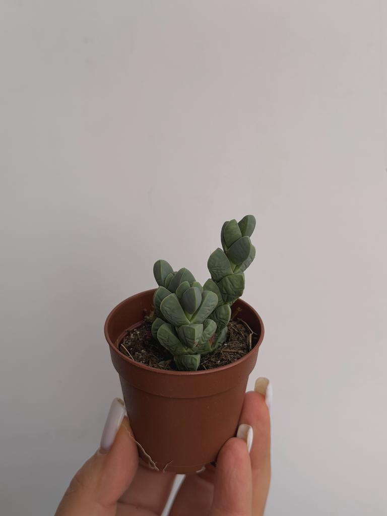 Корпускулярия Леманна