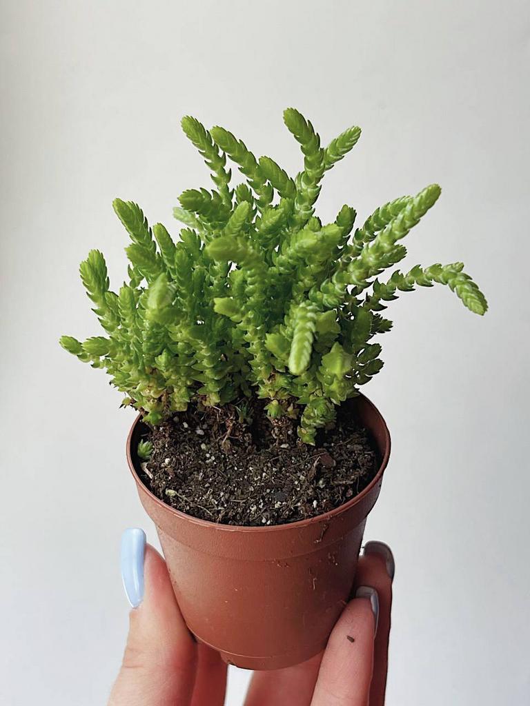 Крассула Плауновидная