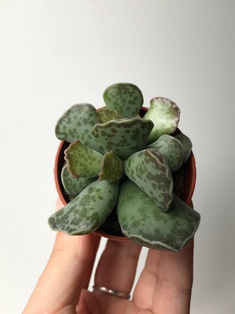 Адромискус Купера