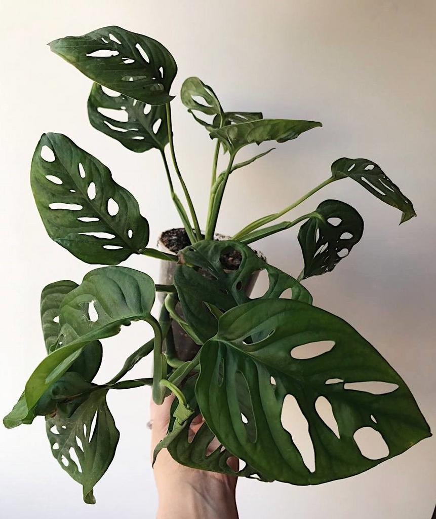 Монстера Манки Мэск