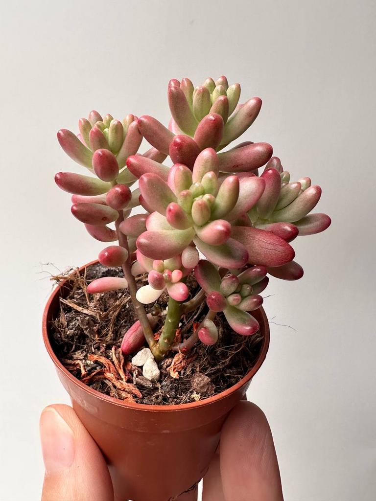 Седум Аврора