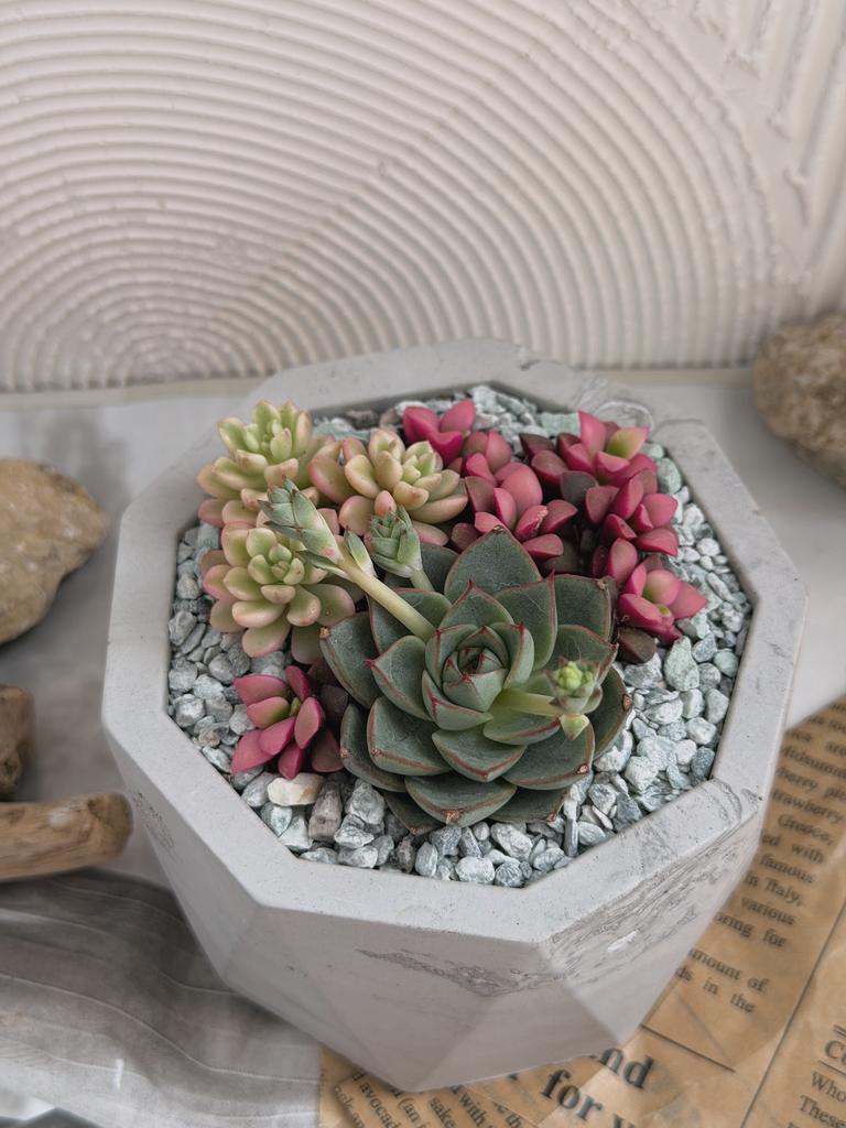 Мини-садик из суккулентов в Дигаллате