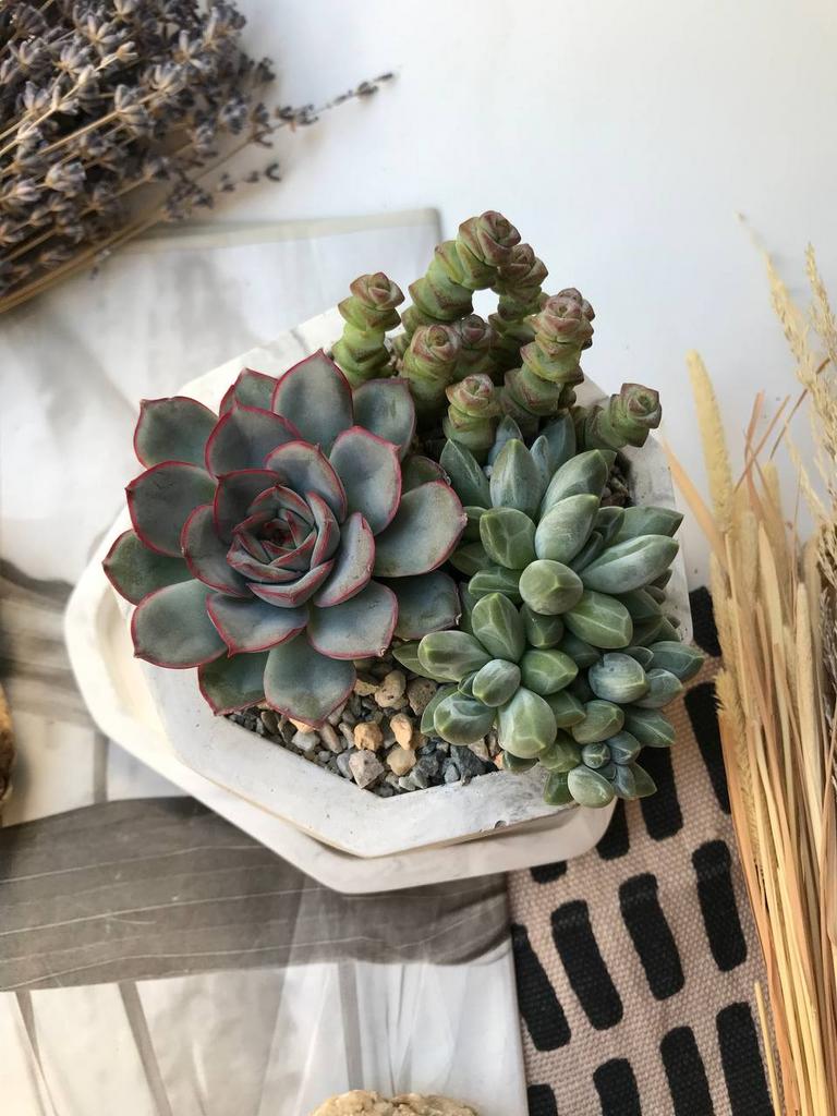 Мини-садик из суккулентов в Дигаллате