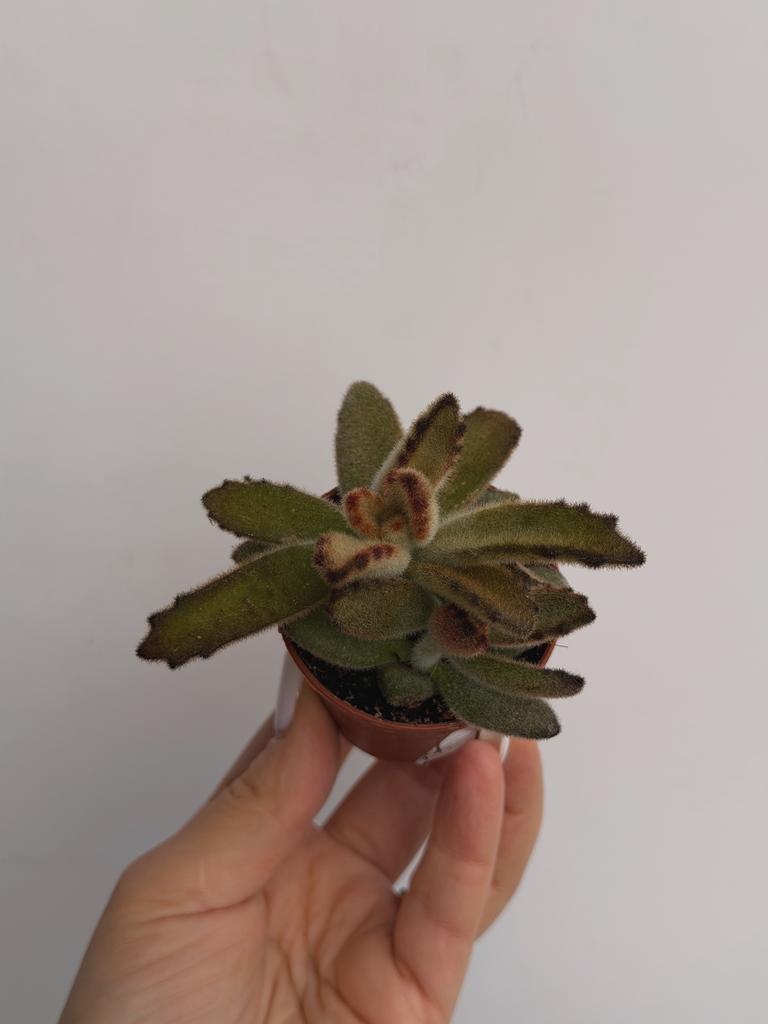 Каланхоэ Золотая Девочка