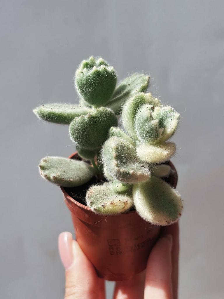 Котиледон Войлочный Вариегатный