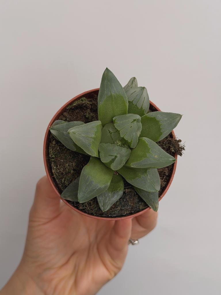 Хавортия Айс Сити