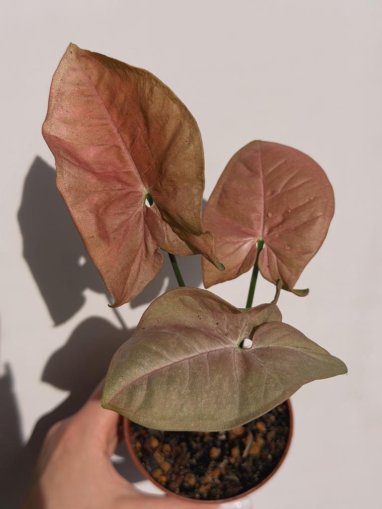 Сингониум Неон