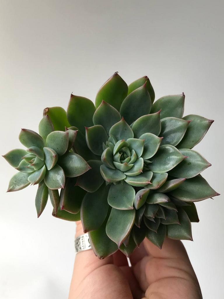 Граптопеталум Альтаир