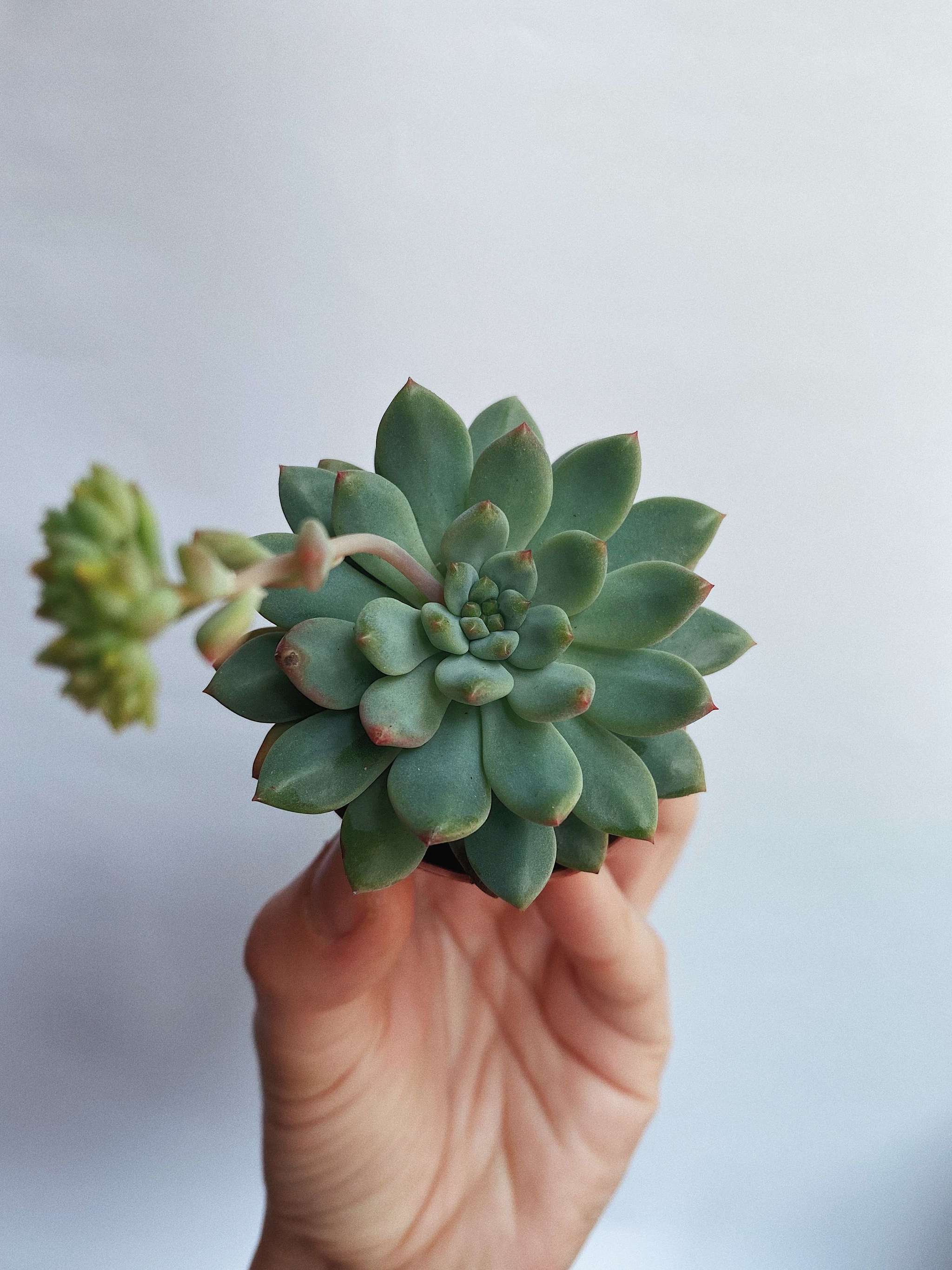 Қабанмен жыныстық қатынасқа түсетін әйелдердің шексіз порносын көріңіз.