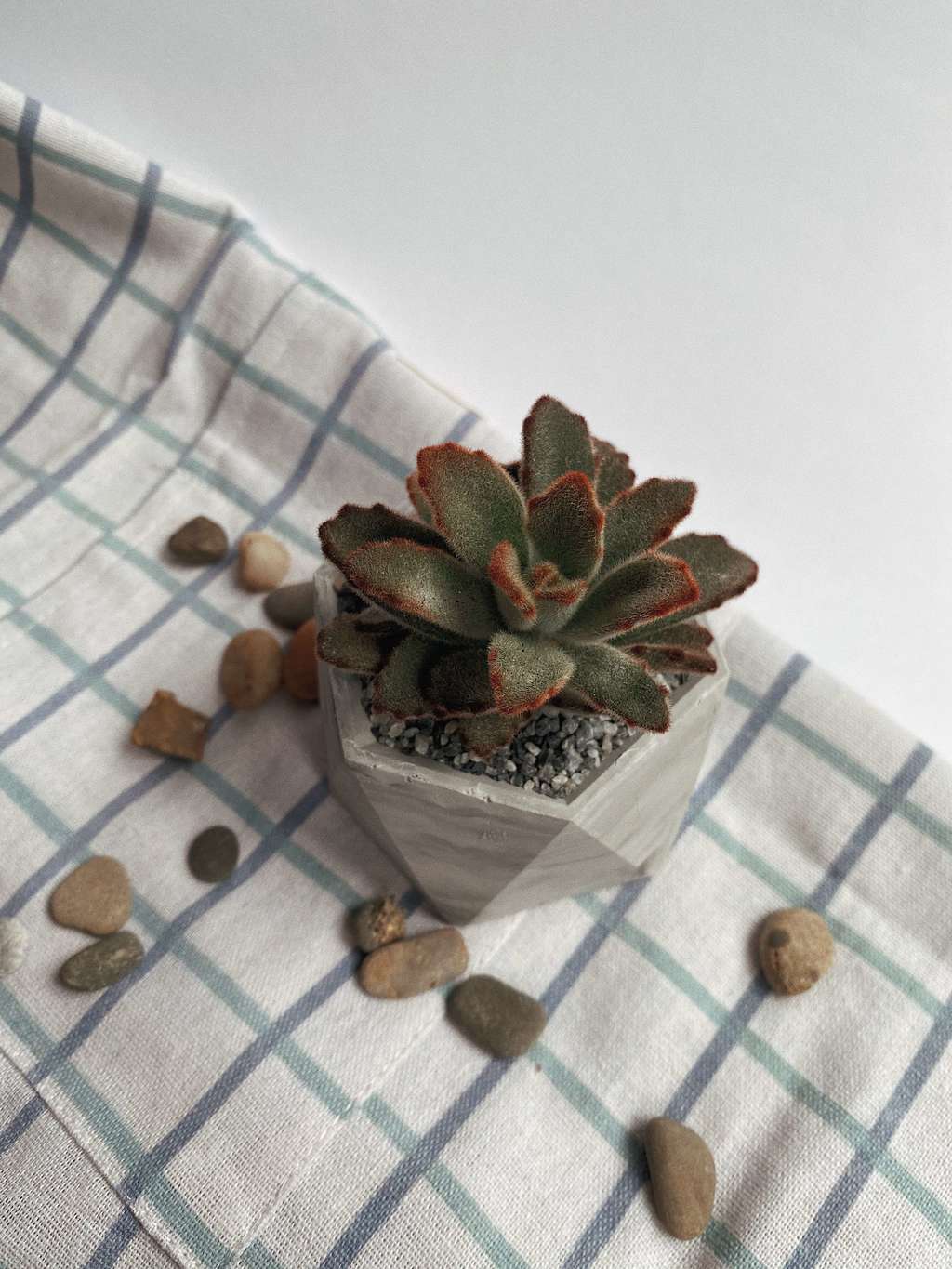 Каланхое Войлочное