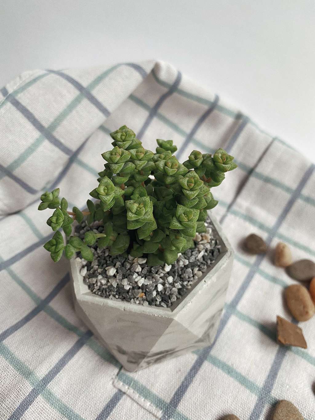 Крассула Том Тамб