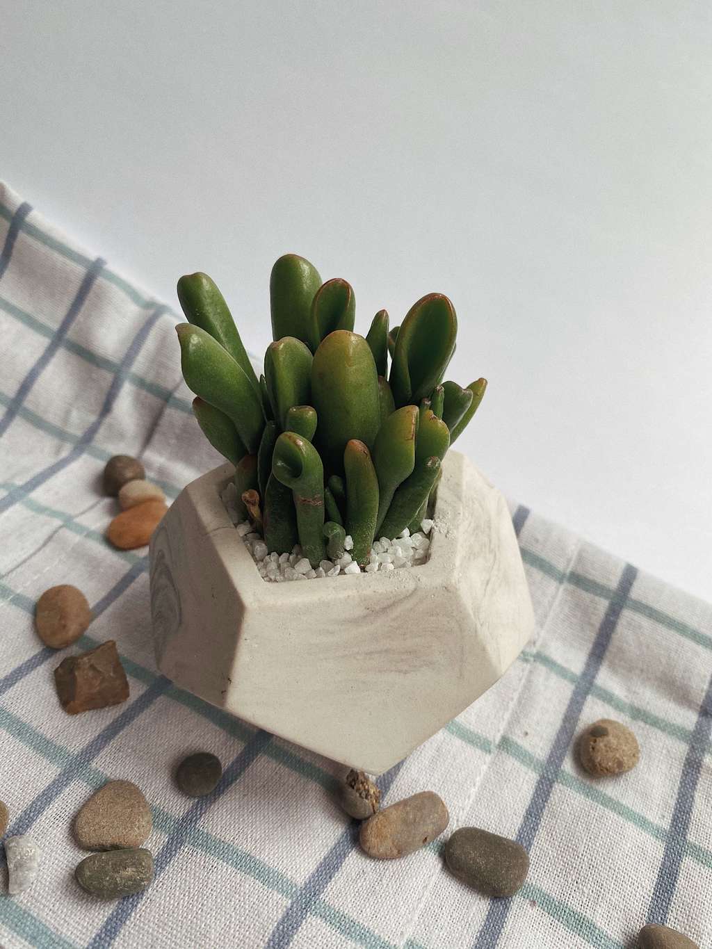 Крассула Хоббит