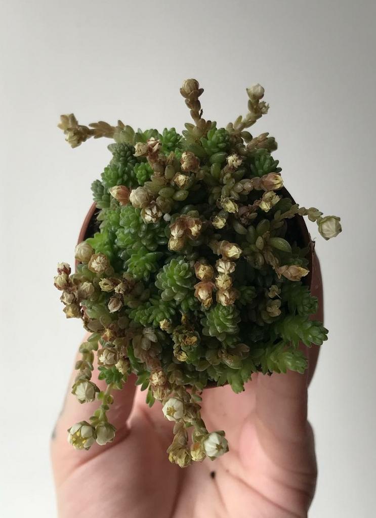 Седум Компактум