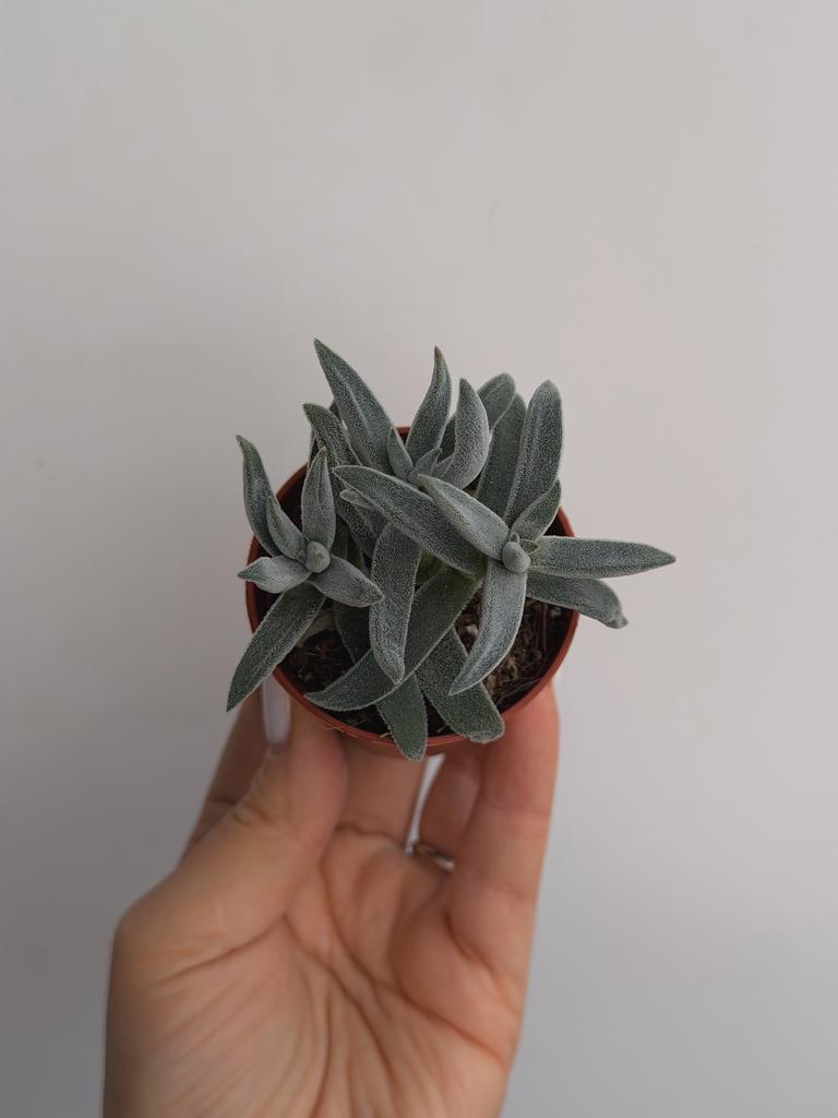 Крассула Сильвер