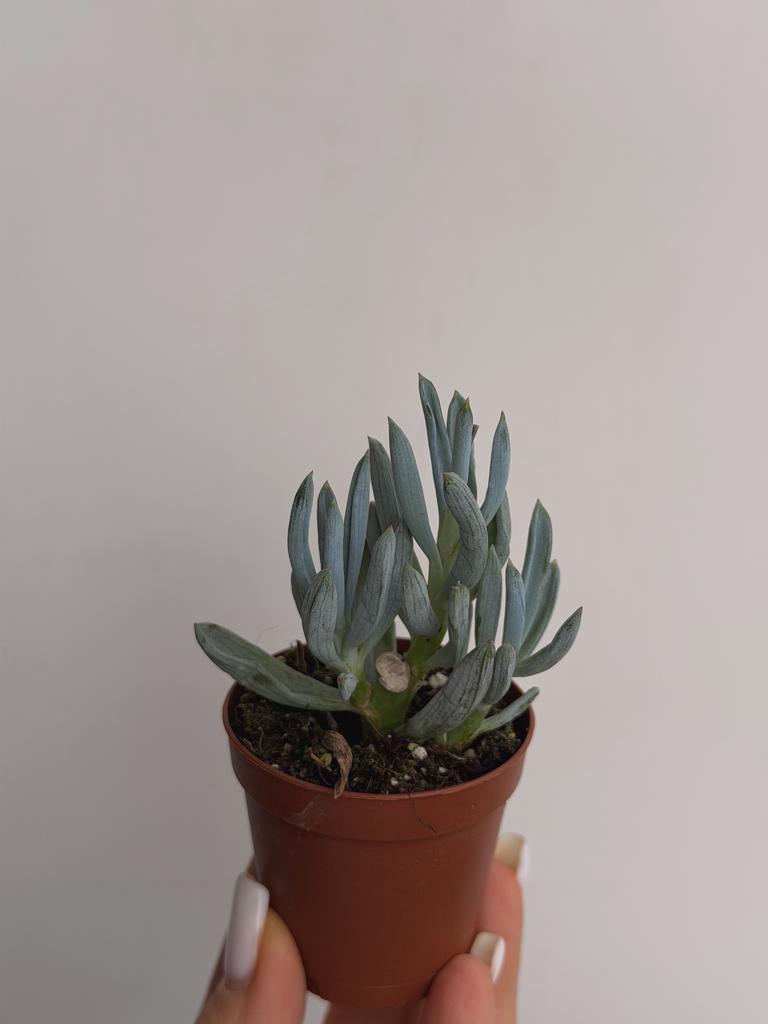 Сенецио Серпенс