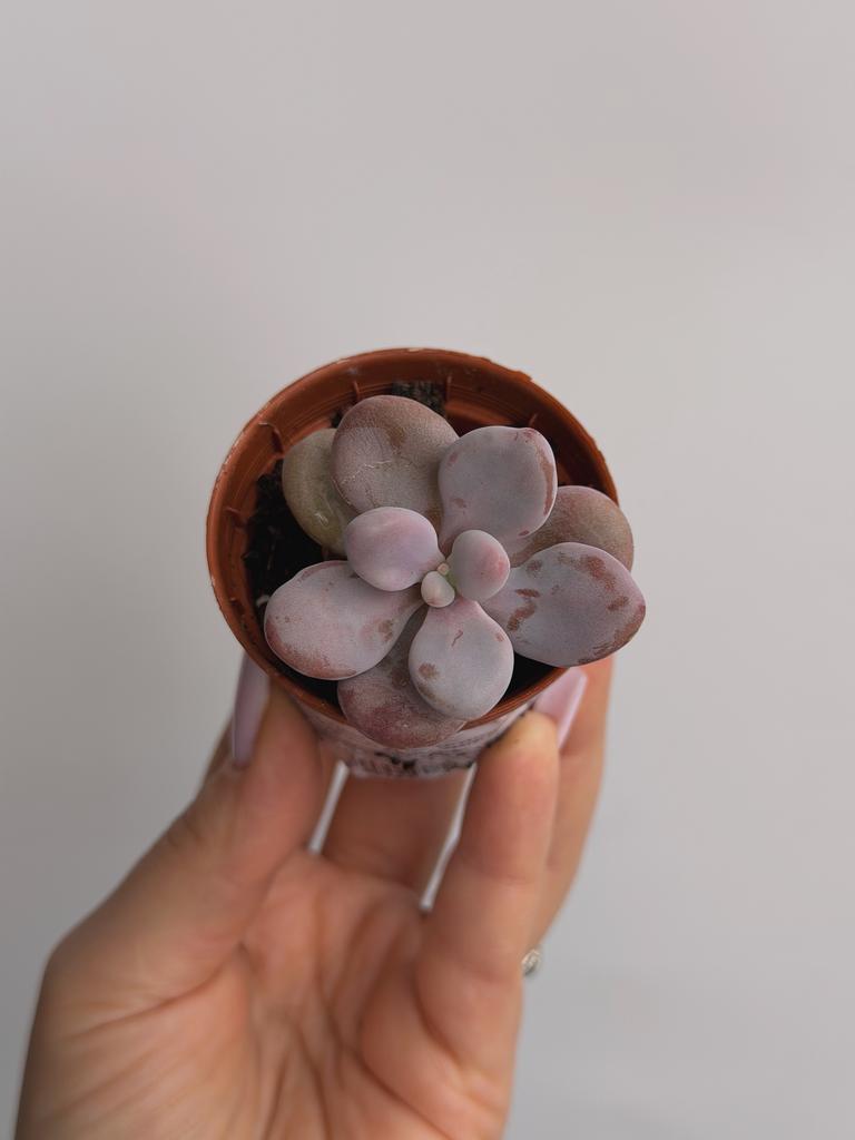 Граптопеталум Аметистовый