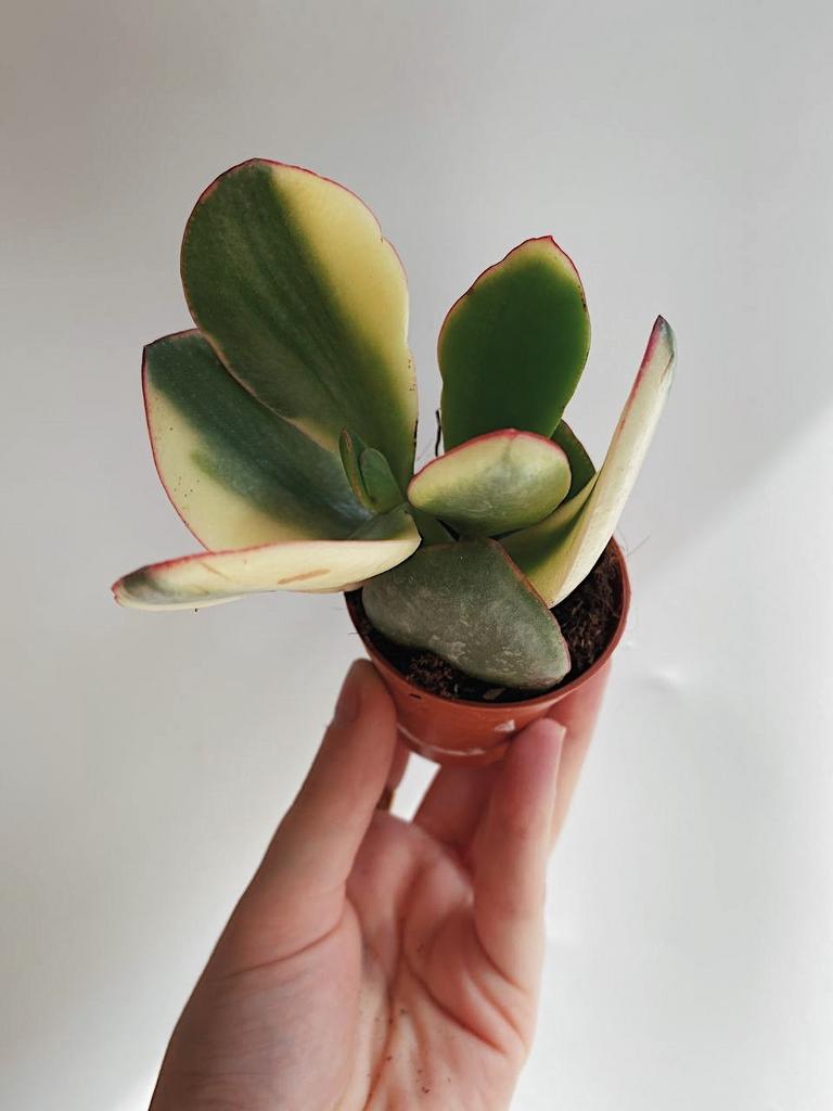 Кривой Рогтағы транссексуалдар