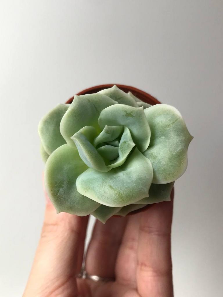 Граптоверия Лавли Роуз