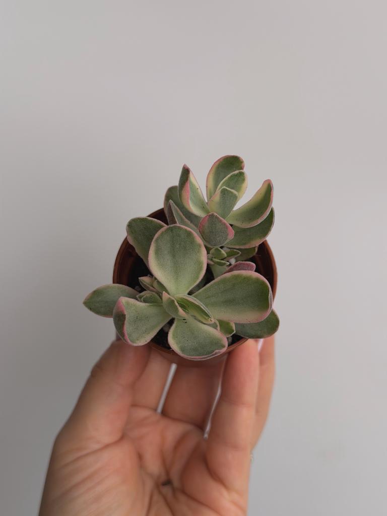 Крассула Муири Вариегата