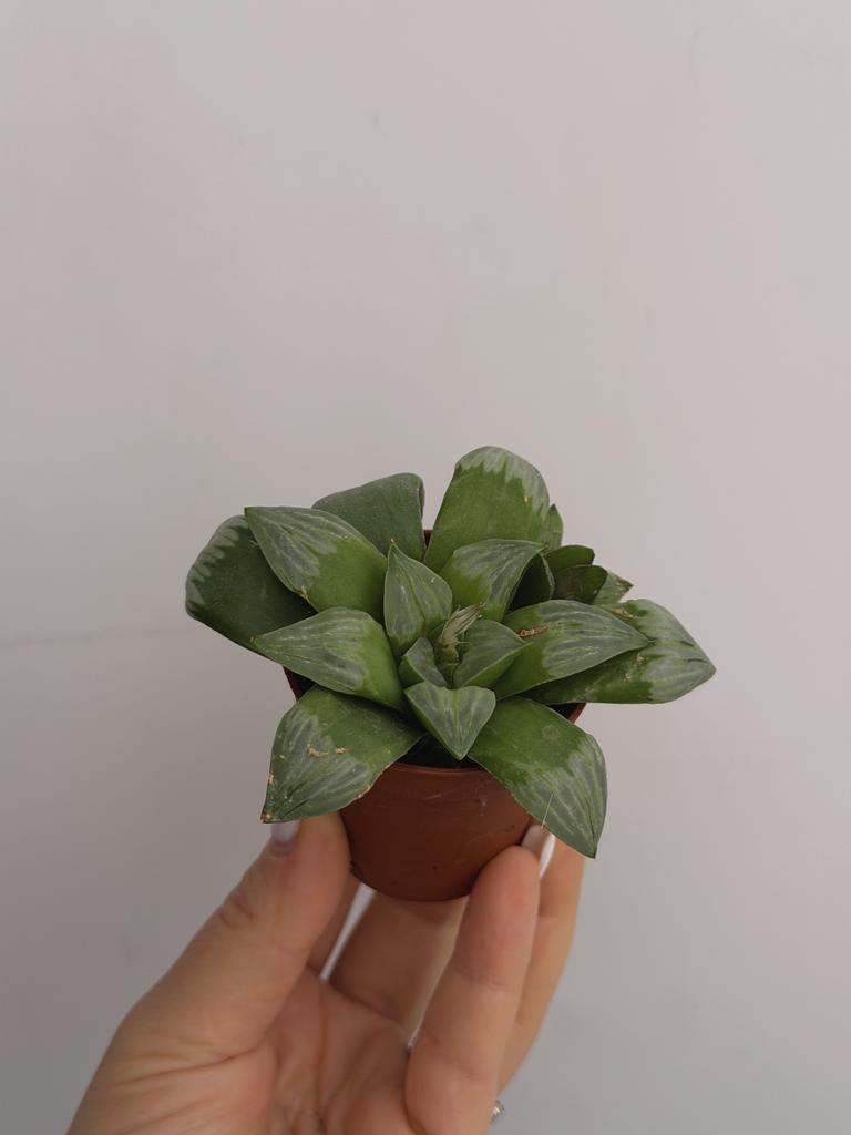 Хавортия Ретуза