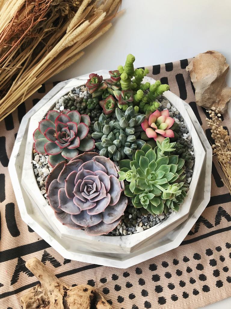 Большой садик из суккулентов в Тандоре