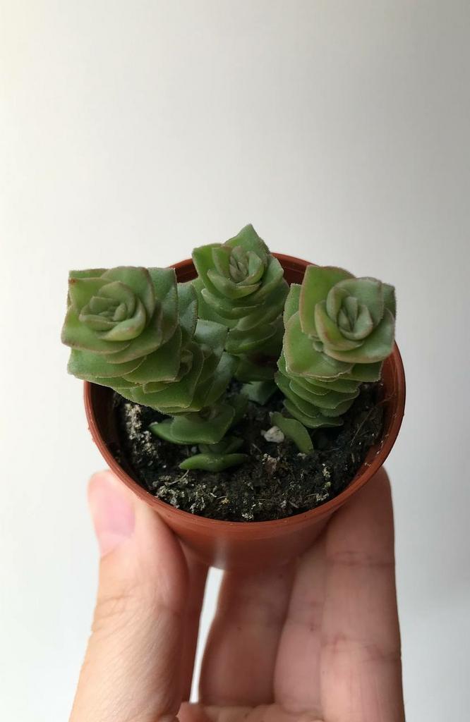 Крассула Перфората