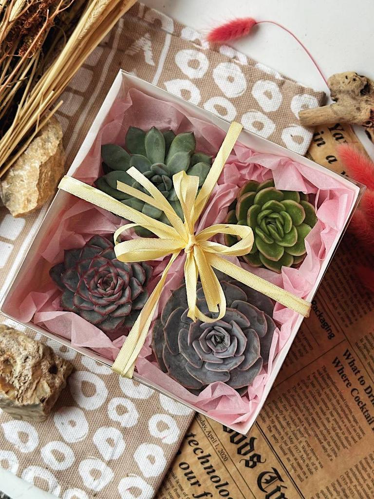Набор эхеверий в подарочной упаковке
